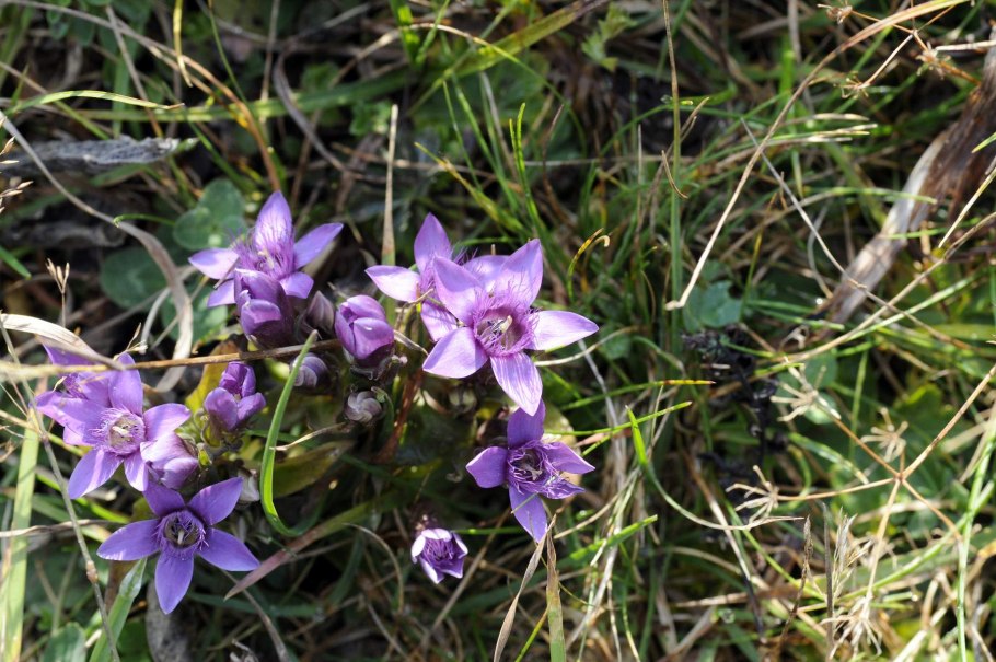 Горечавочник бородатый