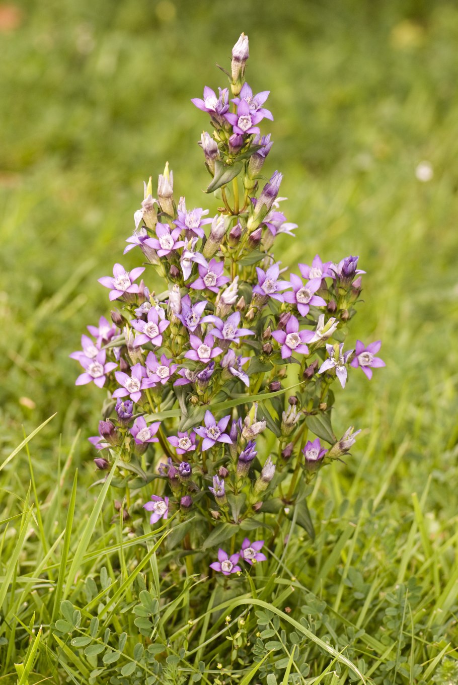 Gentianella germanica