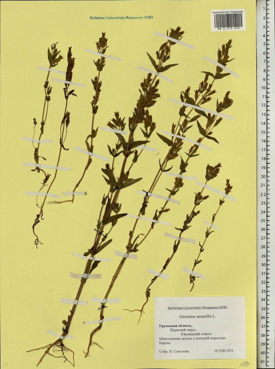 Горечавочка Сугавары