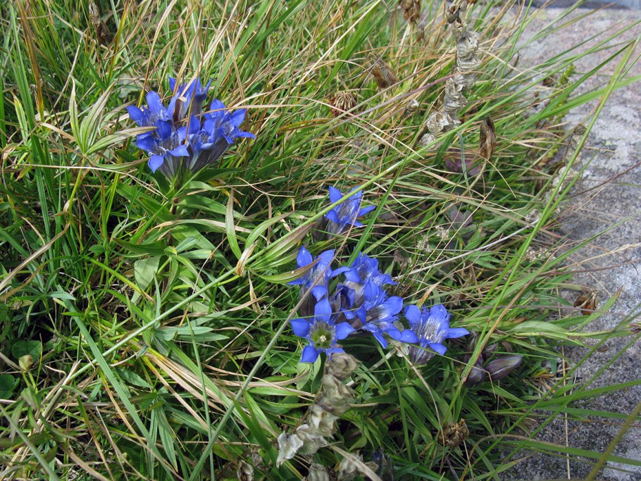 Горечавковые (Gentianaceae)