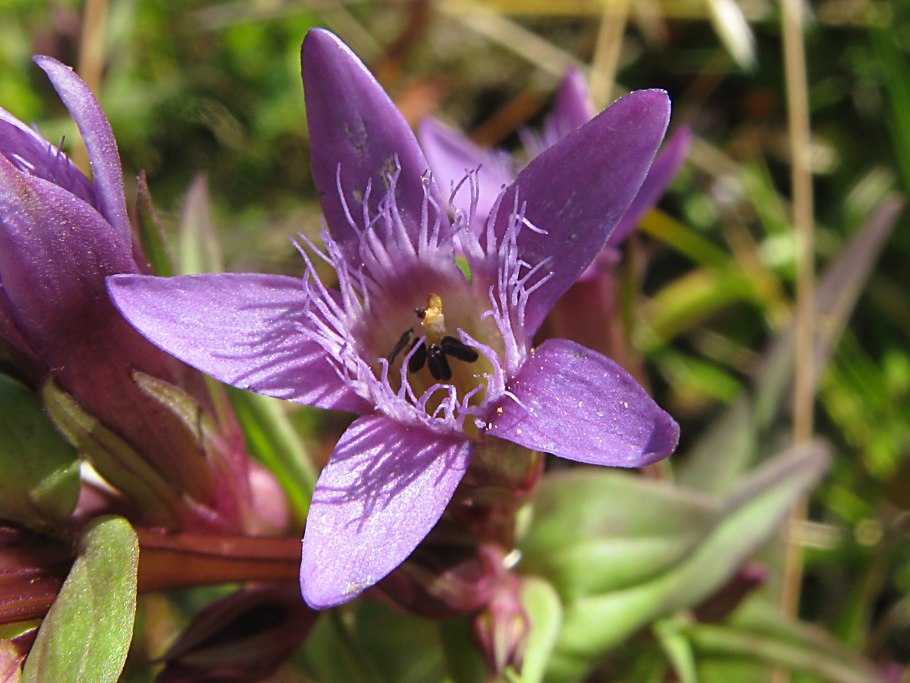 Gentiana amarella