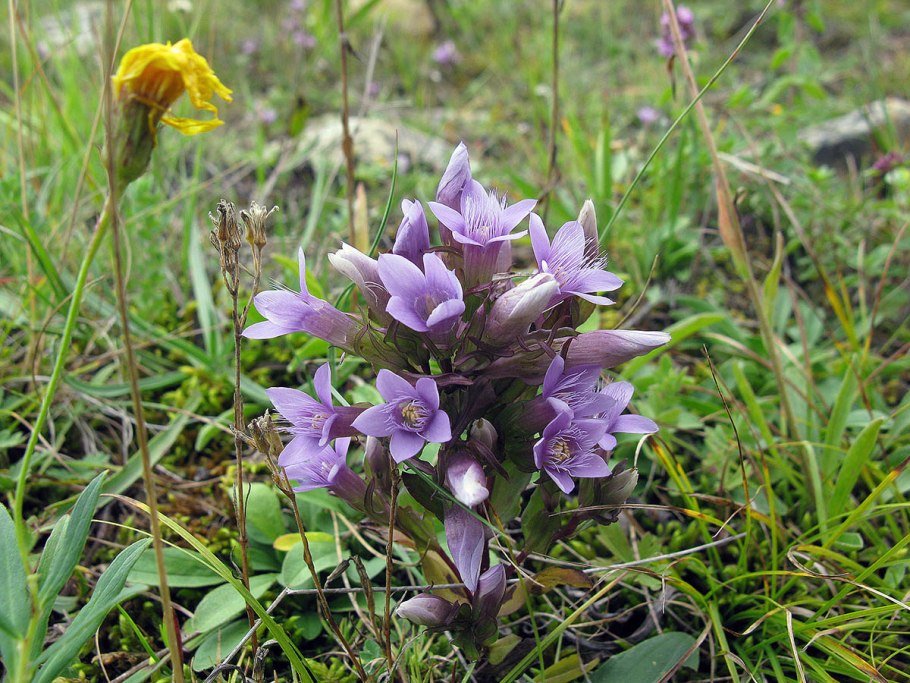 Gentianella Campestris