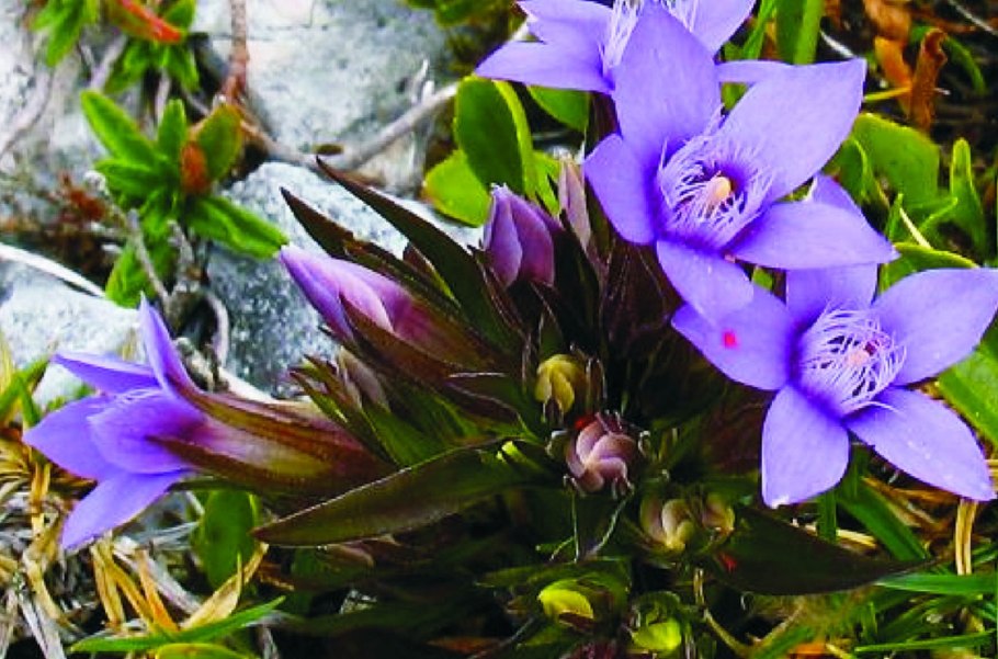 Тирлич трава