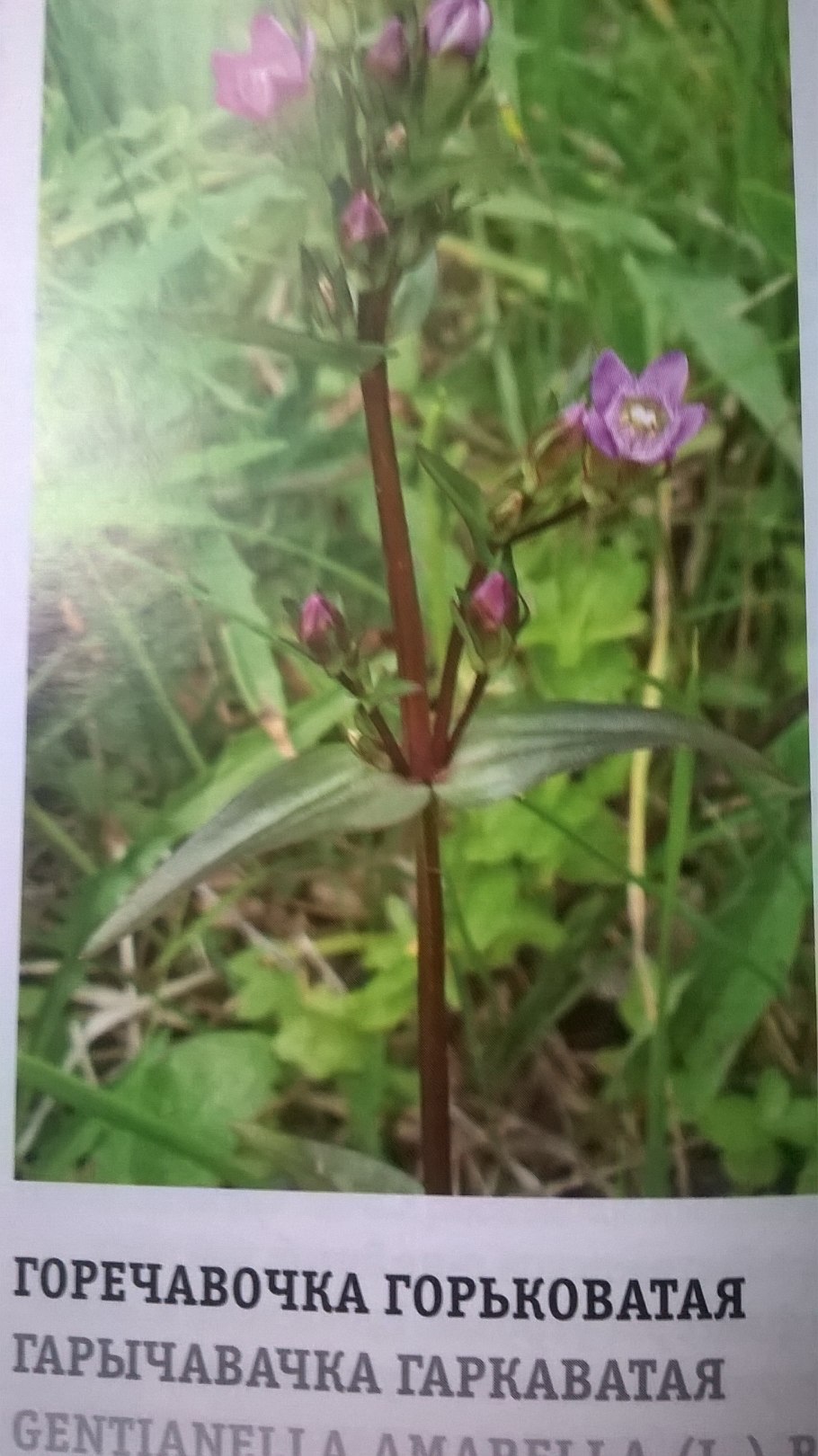 Горечавка перекрестнолистная
