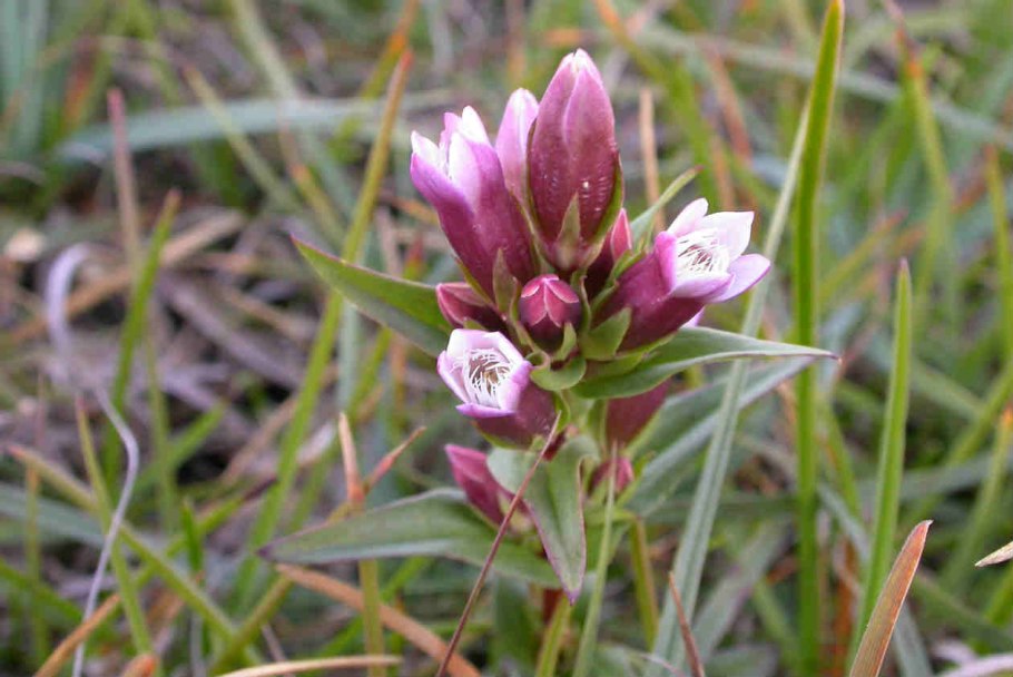 Горечавка бородатая