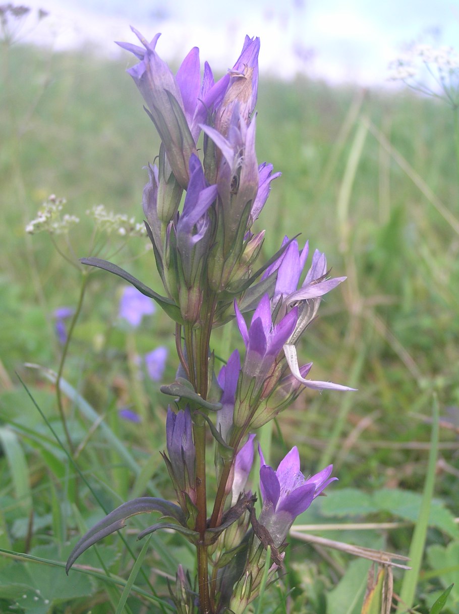 Gentiana Campestris