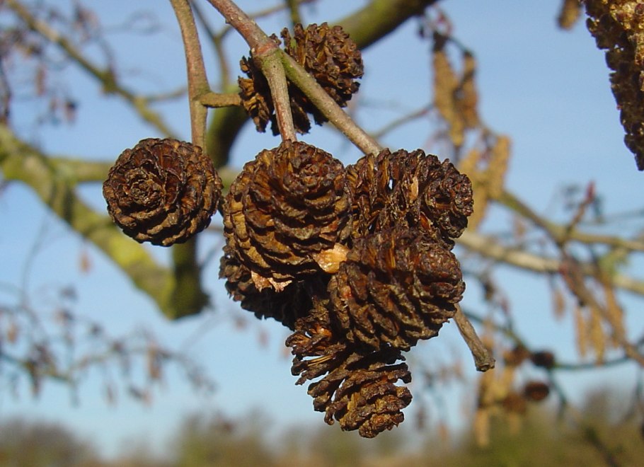 Ольха черная (Alnus glutinosa)