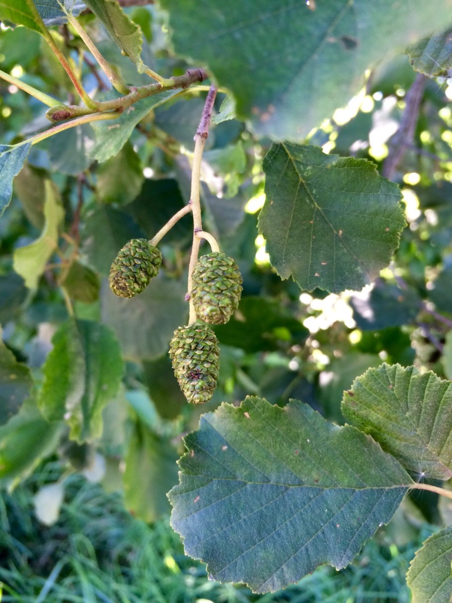 Ольха серая Alnus incana