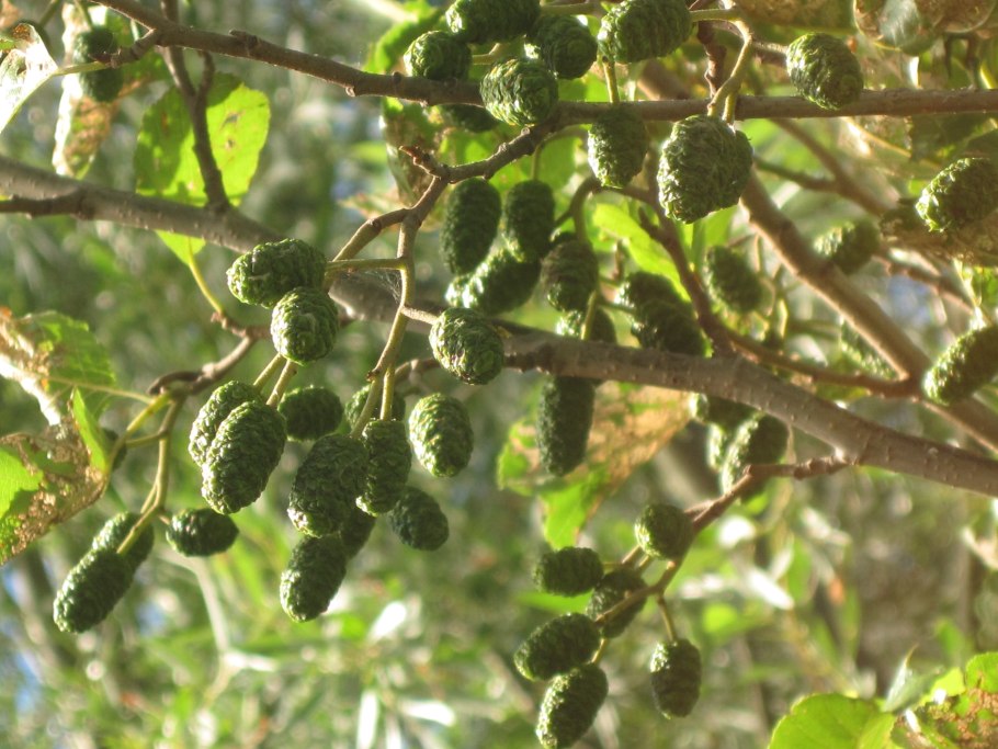 Ольха черная (Alnus glutinosa)