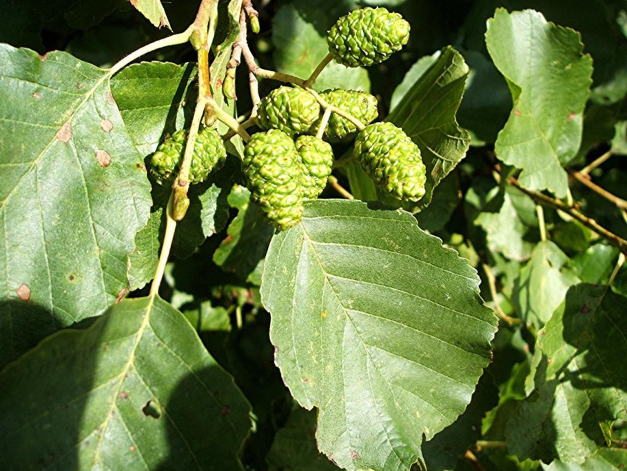 Alnus incana Aureomarginata