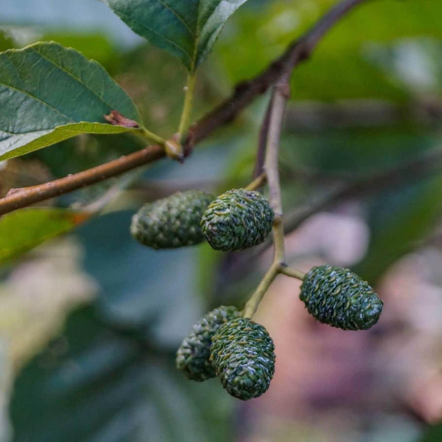 Ольха серая Alnus incana