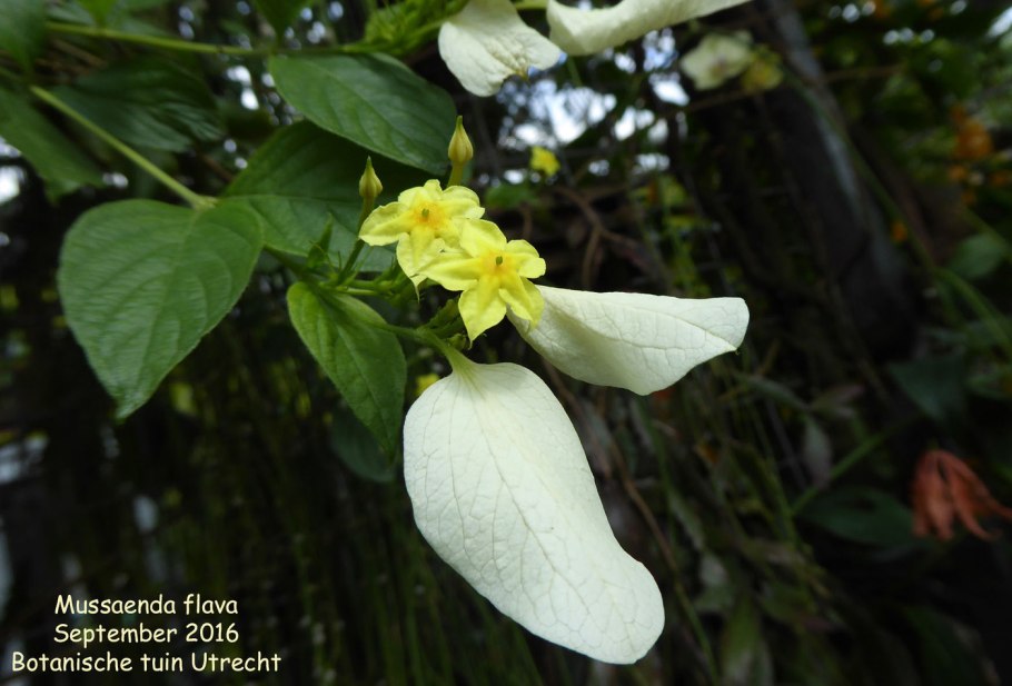 Лечебные травы Сочи