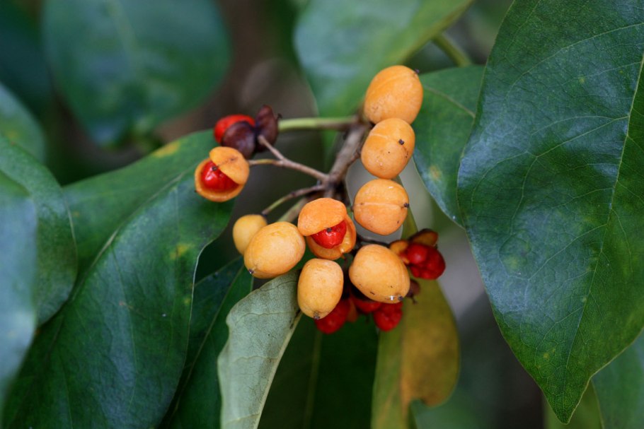 Нимфейник корневище