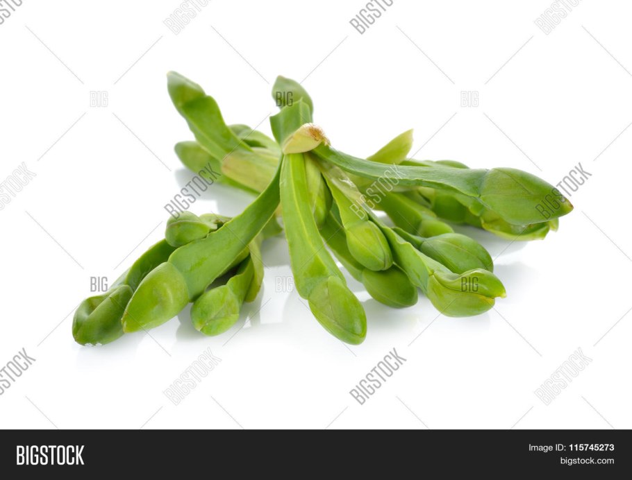 Смолообразные