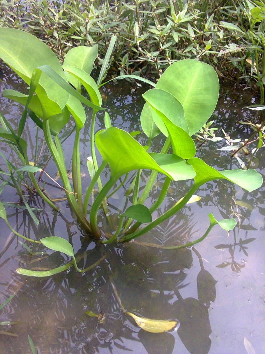 Гидроклеис (hydrocleis) сем. Лимнохарисовые растение цветок
