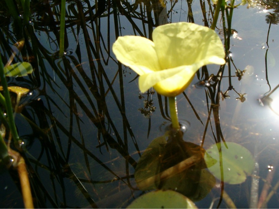 Желтые ядовитые цветы Лютик