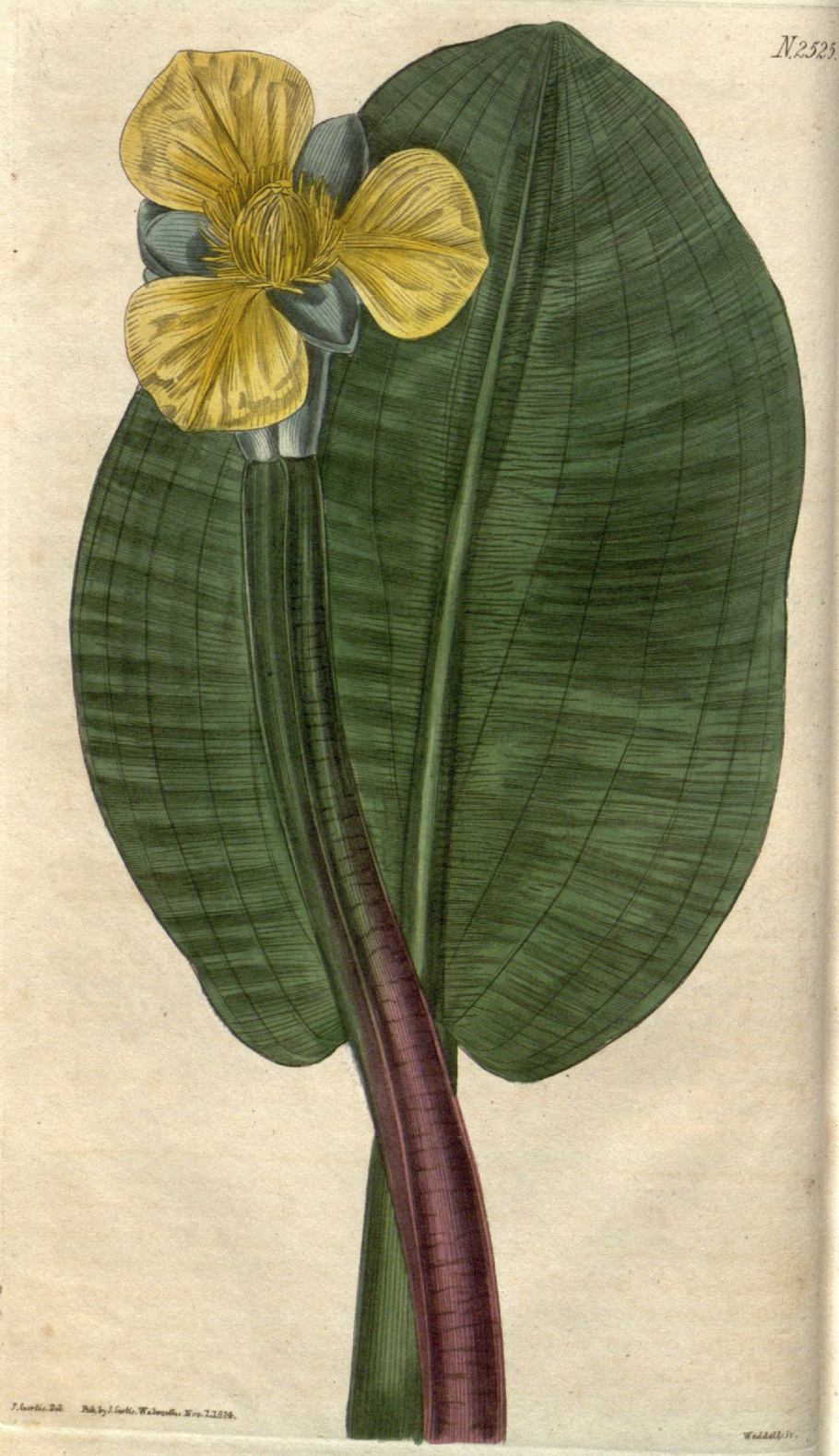 Гидроклеис фото и описание