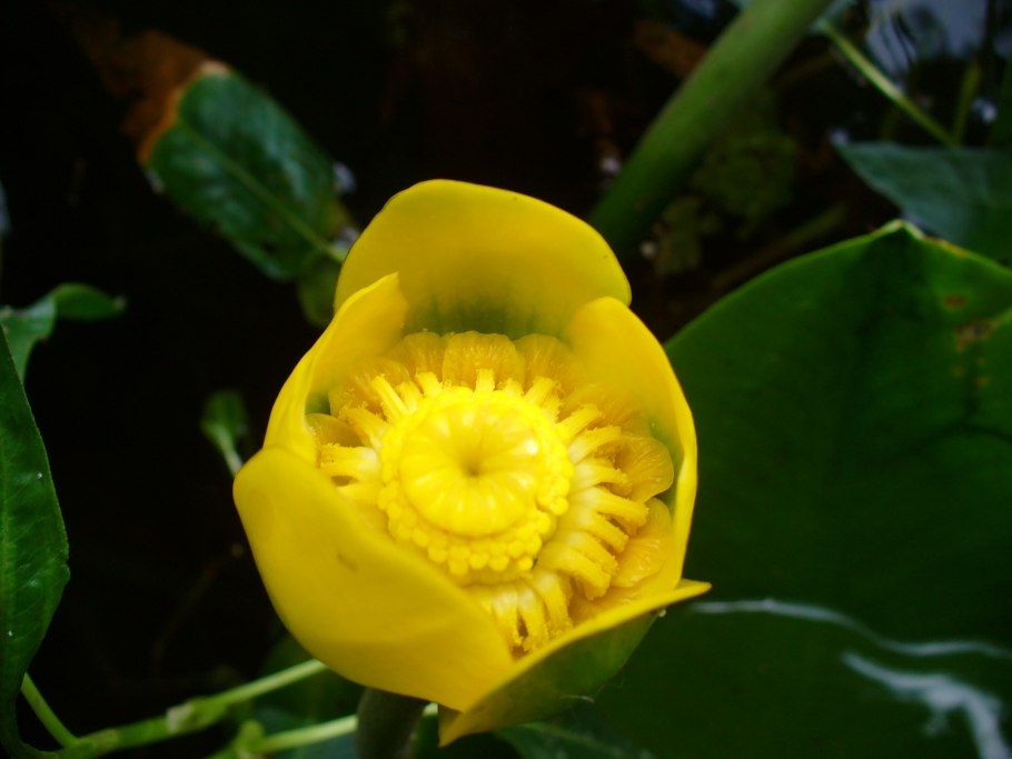 Лютик зеленый