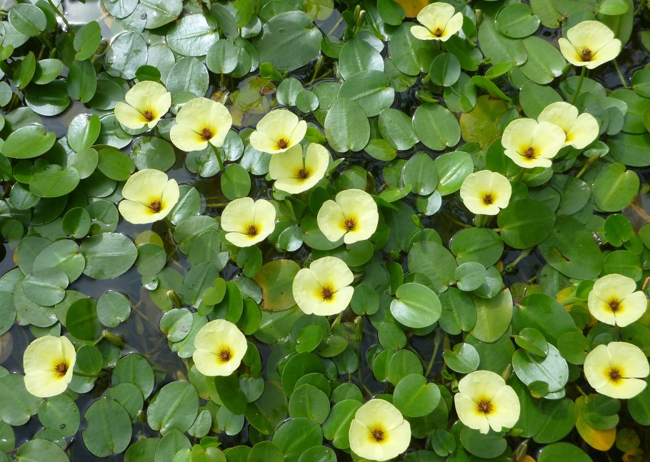 Одуванчик крупным планом