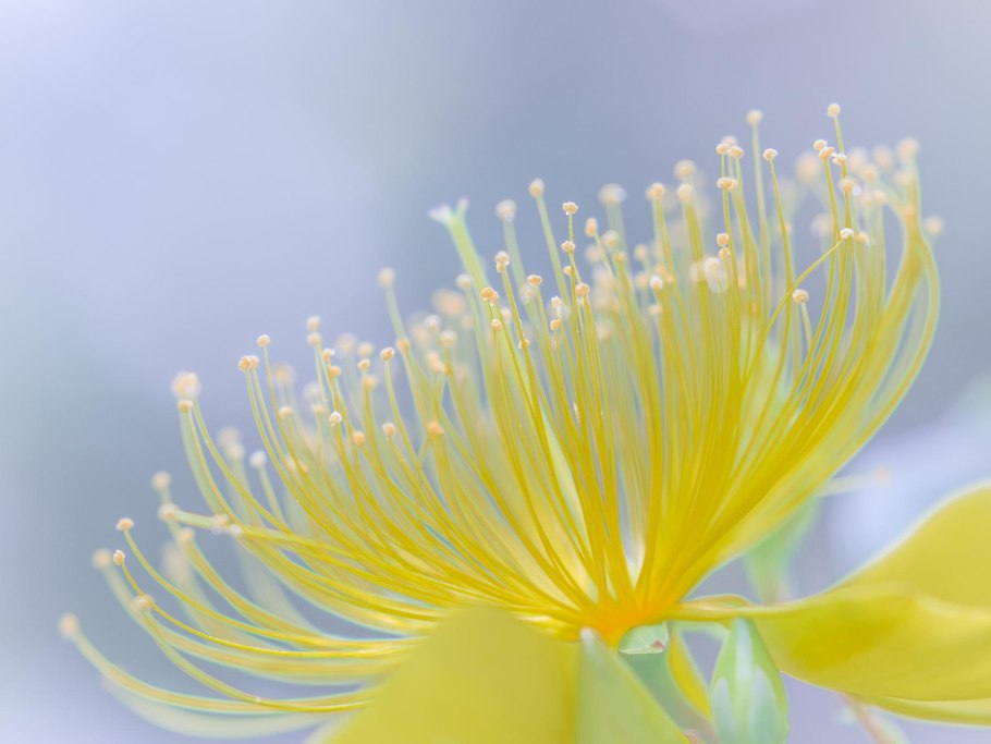 Жёлтый цветок