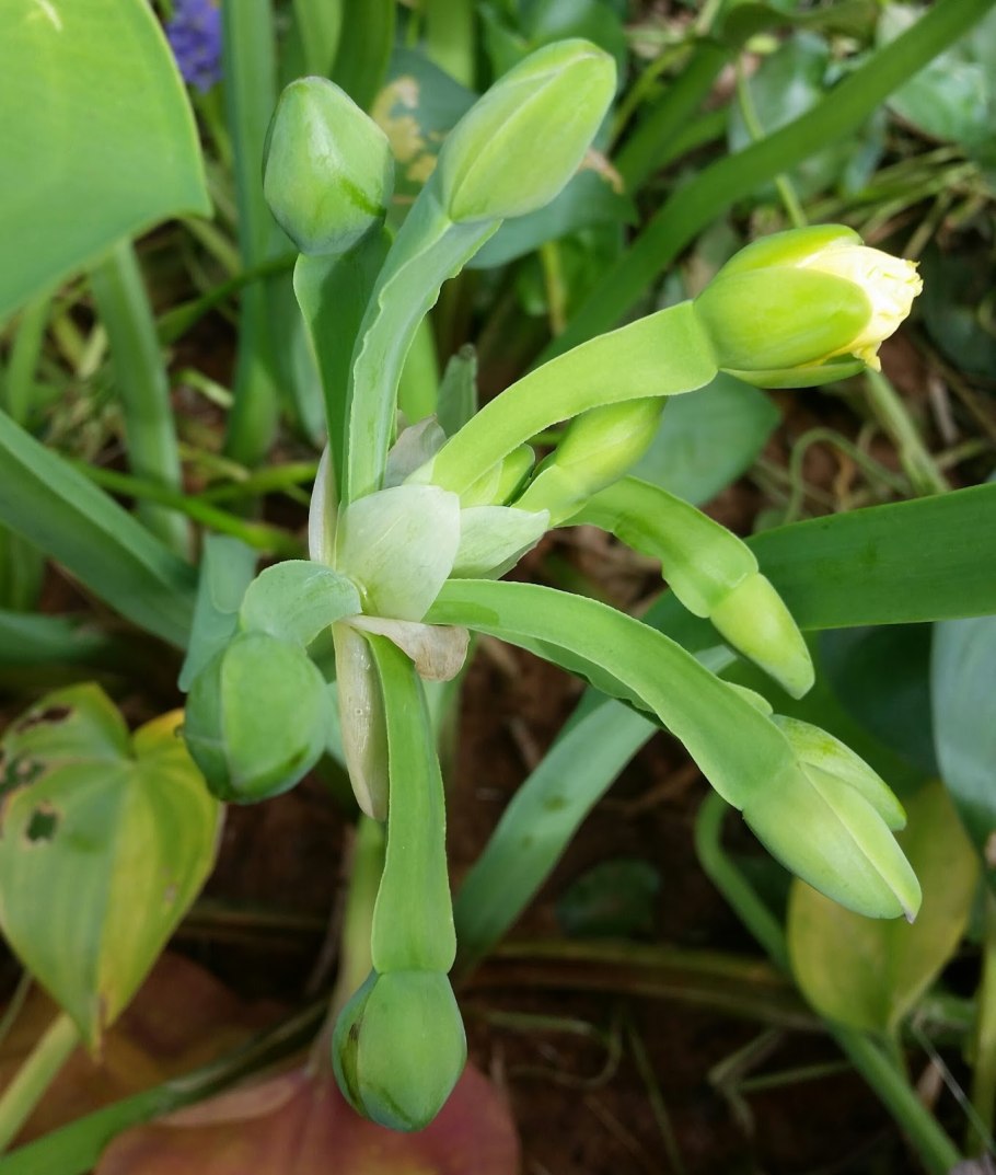 Эриокаулон Сулавеси