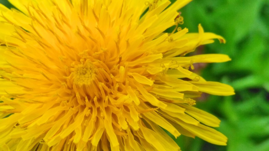 Жёлтый полевой цветок картинки с надписями