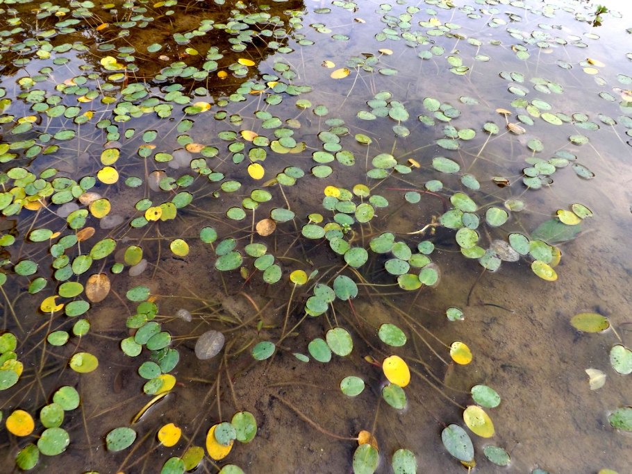Кубышка Полевая желтая