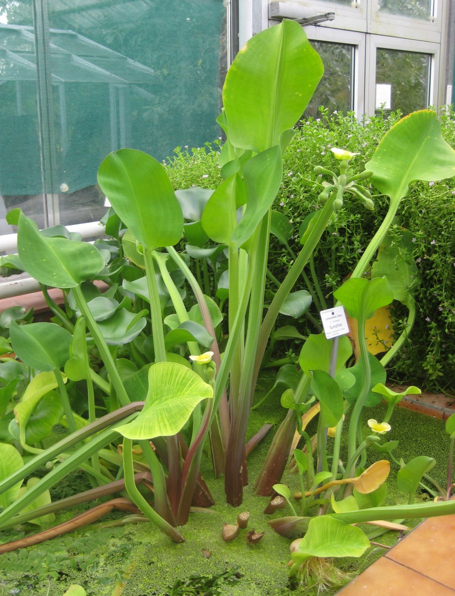 Лимнохарис Сулавеси