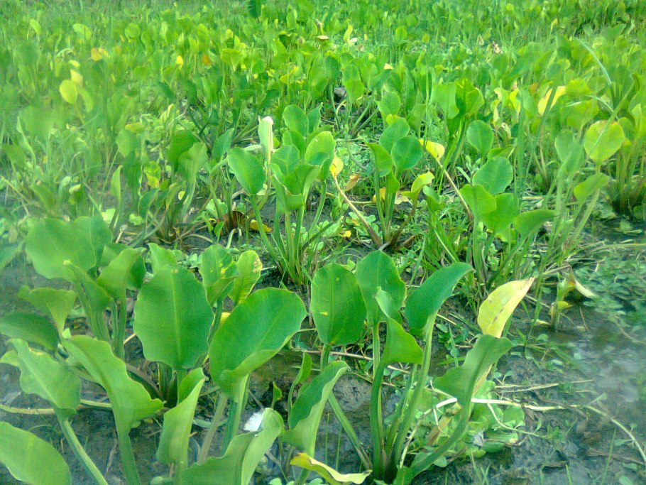 Hydrocleys nymphoides