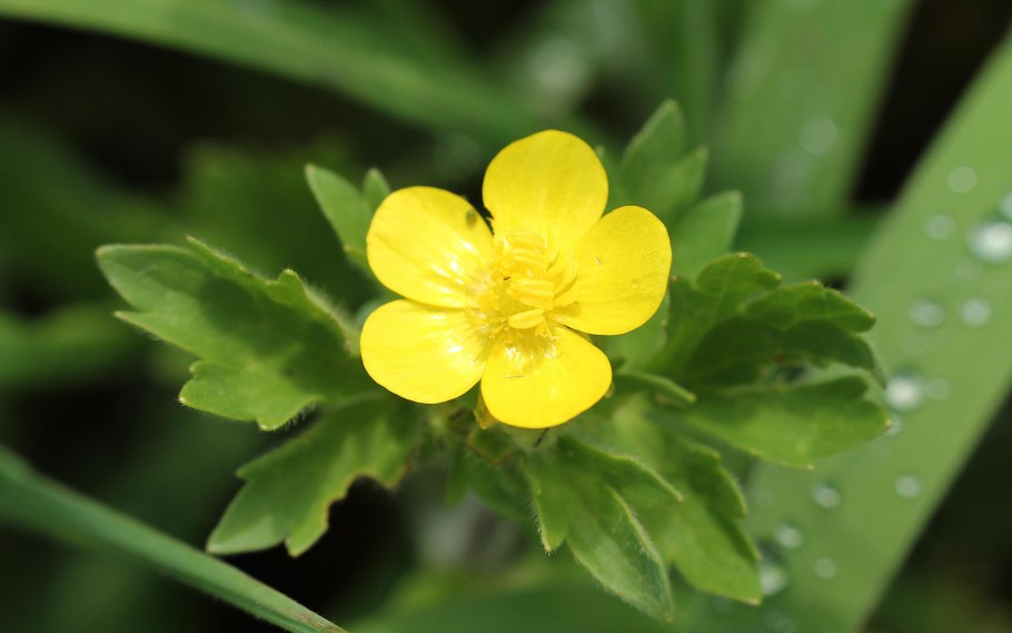 Ромашка желтая Лесная