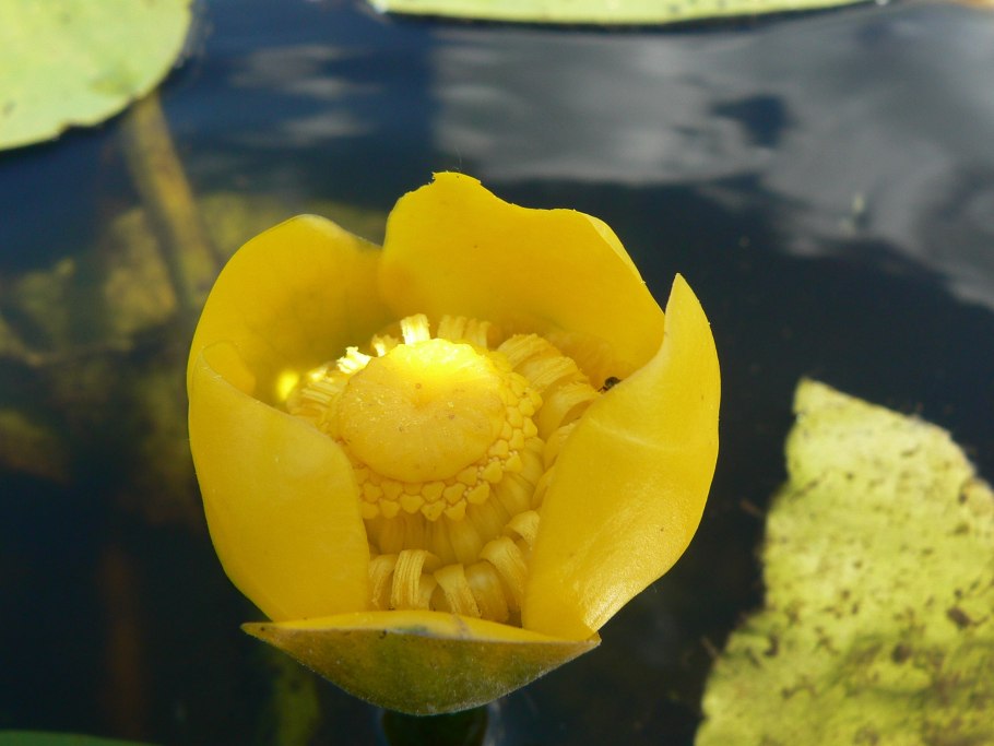Светло желтый в цветочек
