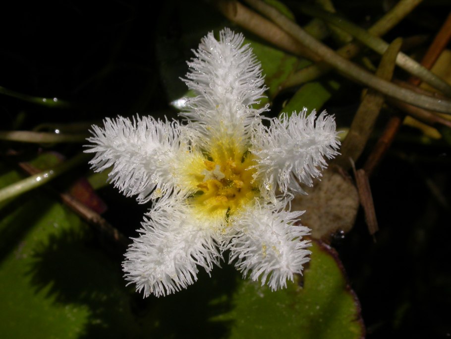 Hydrocleys nymphoides