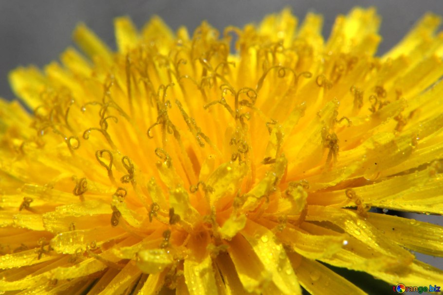 Одуванчик распускается