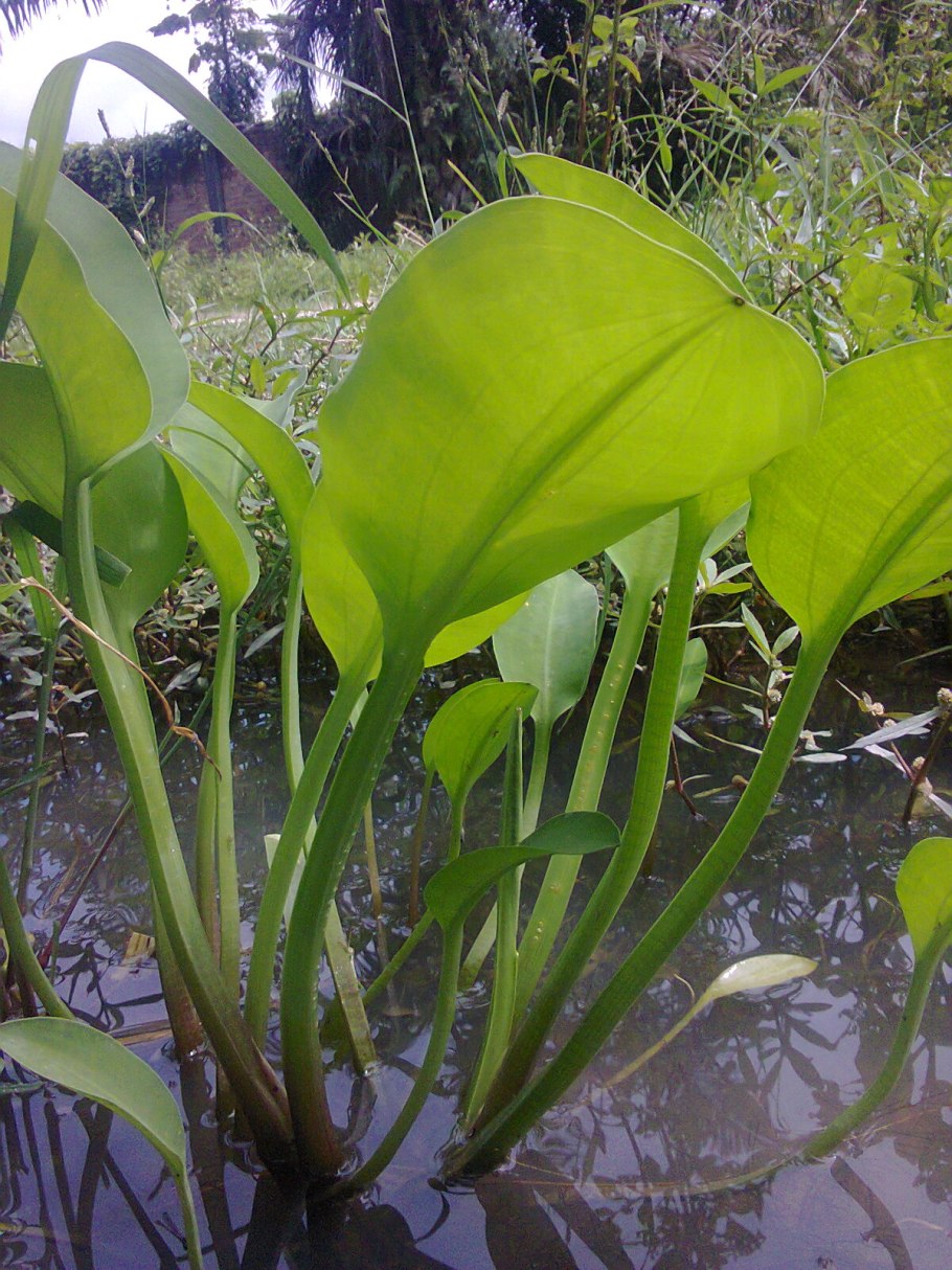 Материнская плата MSI 865gvm2-LS