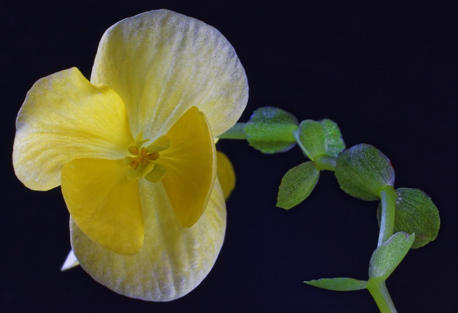 Крупный цветок с желтыми цветами