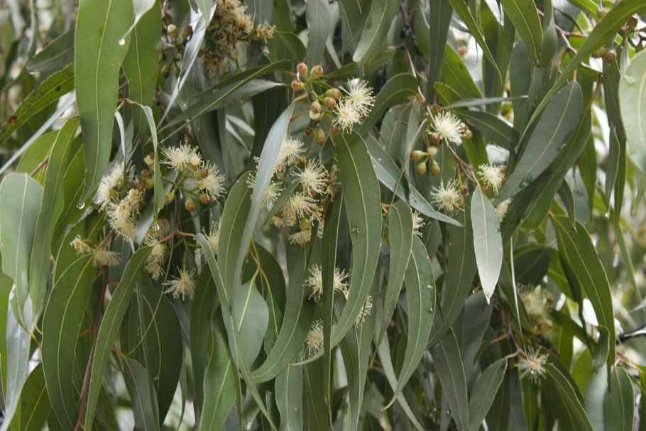 Eucalyptus obliqua