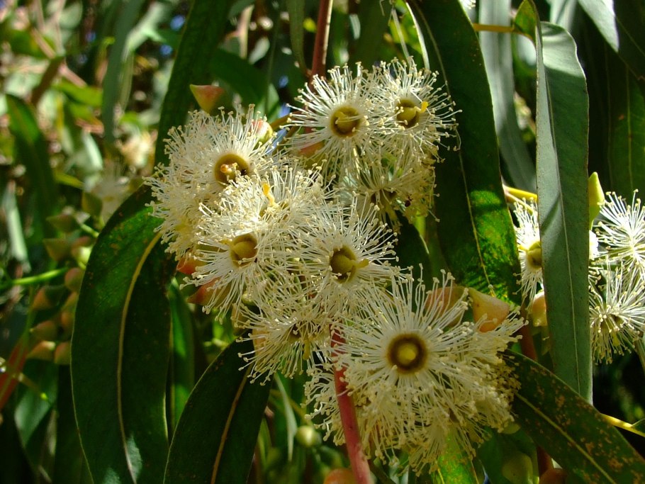 Eucalyptus diversifolia