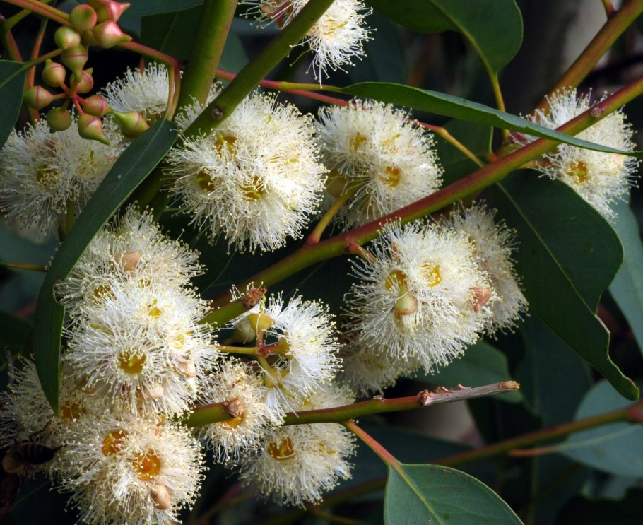 Эвкалипт прутовидный