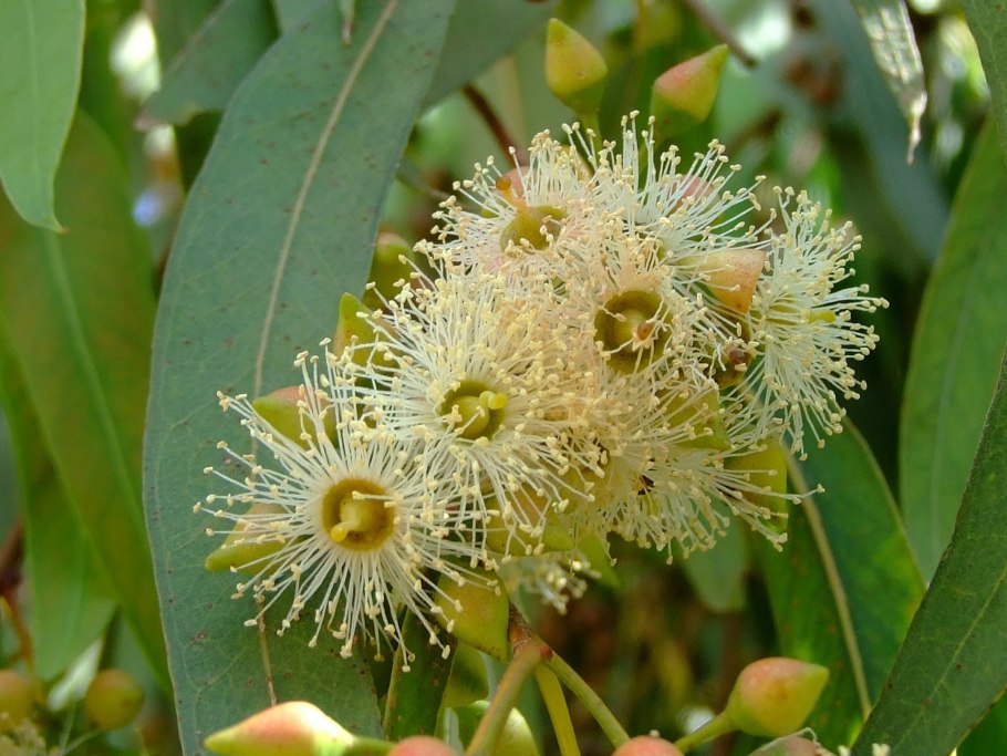 Eucalyptus ficifolia