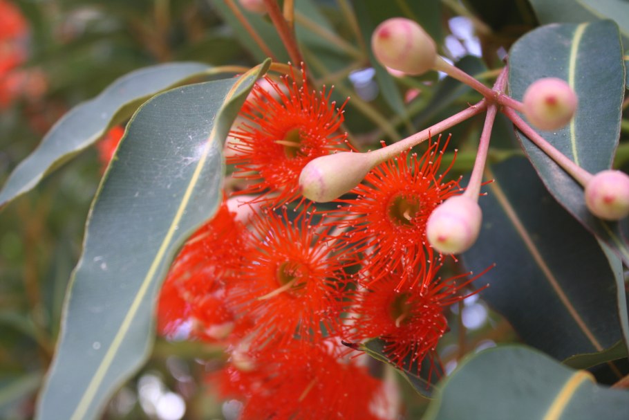 Эвкалипт иволистный описание