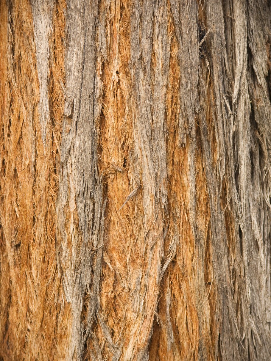 Эвкалипт камальдульский