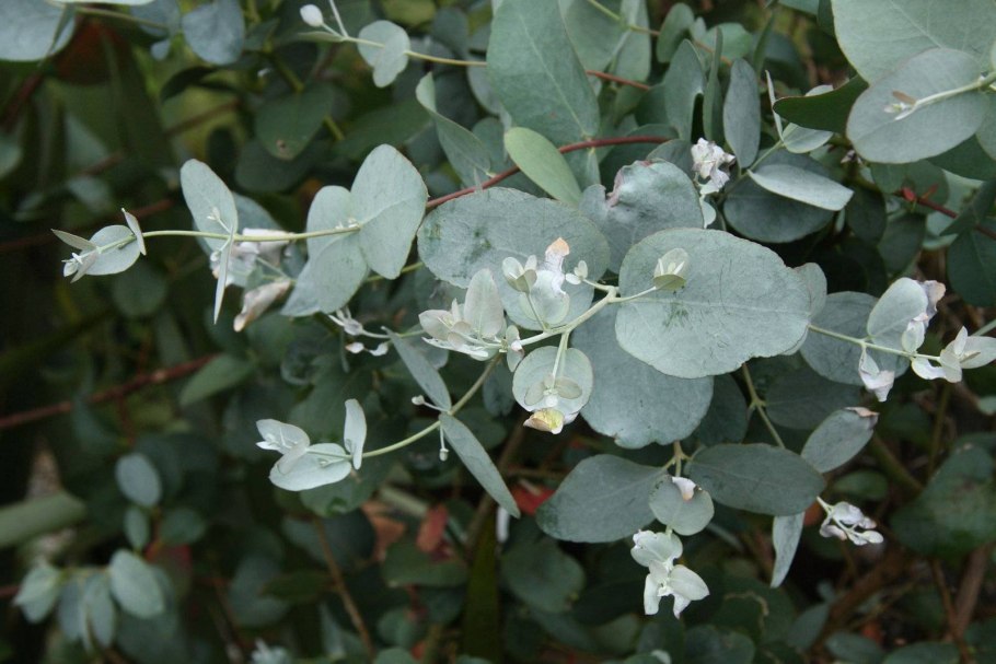 Эвкалипт Лучистый