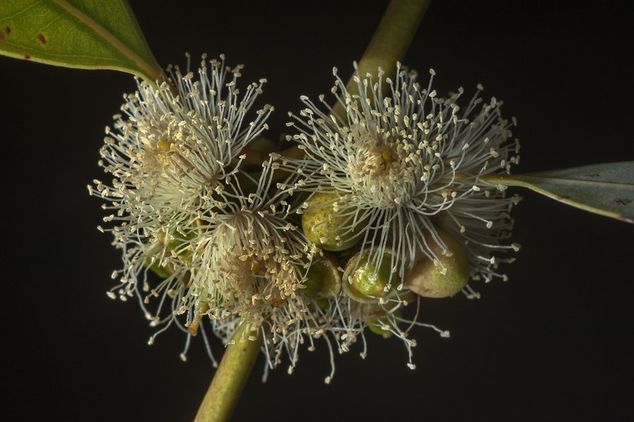 Corymbia gummifera