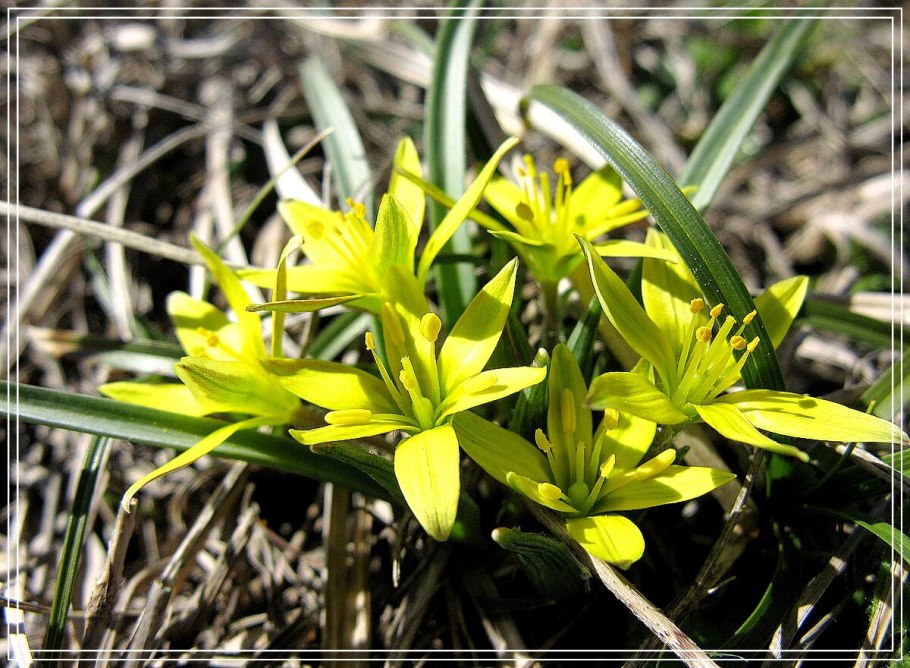 Гусиный лук Алтайский