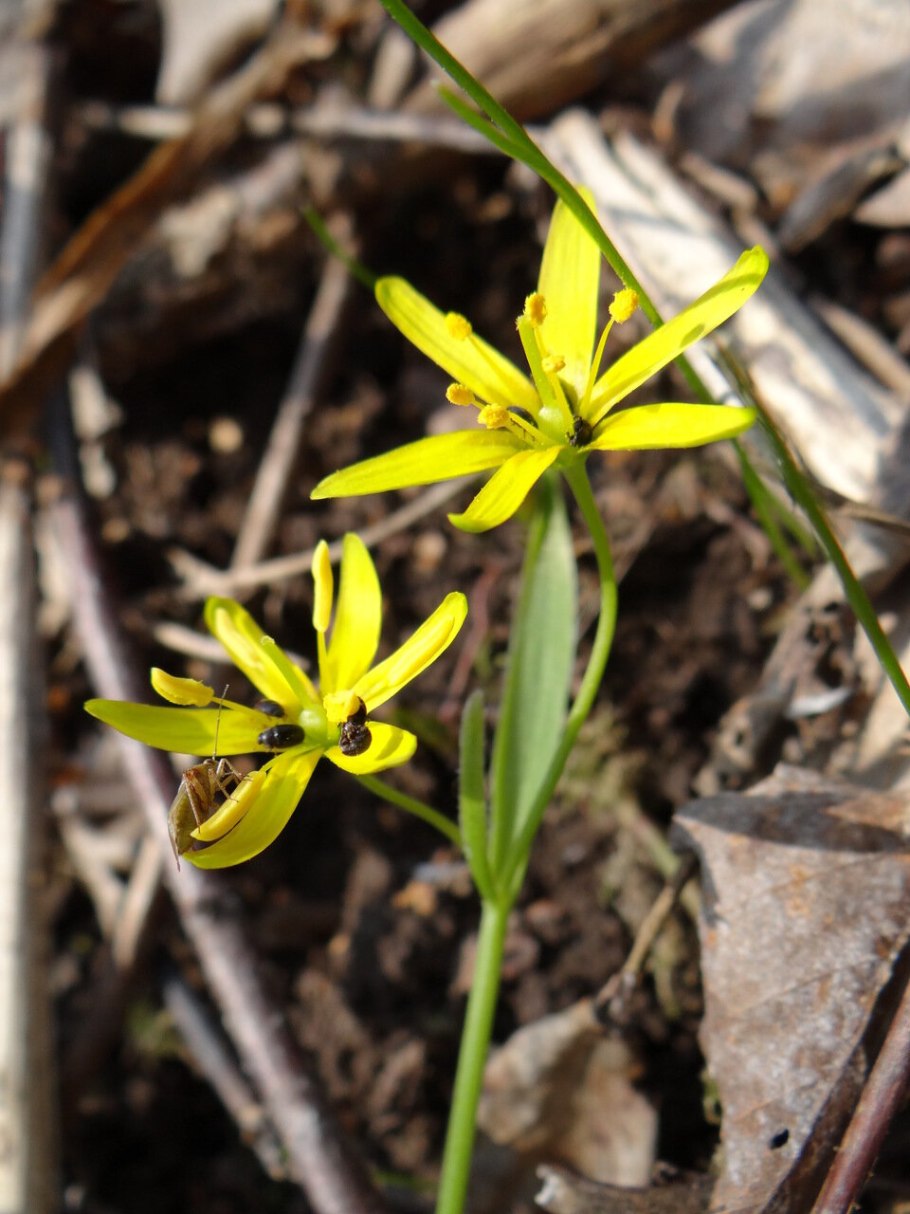 Гусиный лук (Gagea lutea)