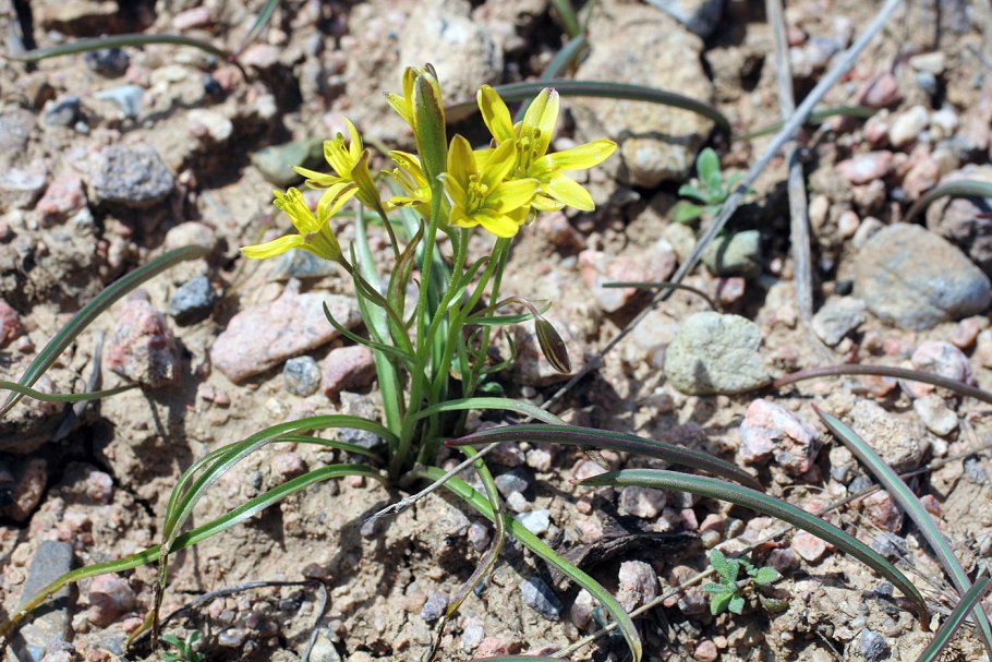 Гусиный лук (Gagea lutea)