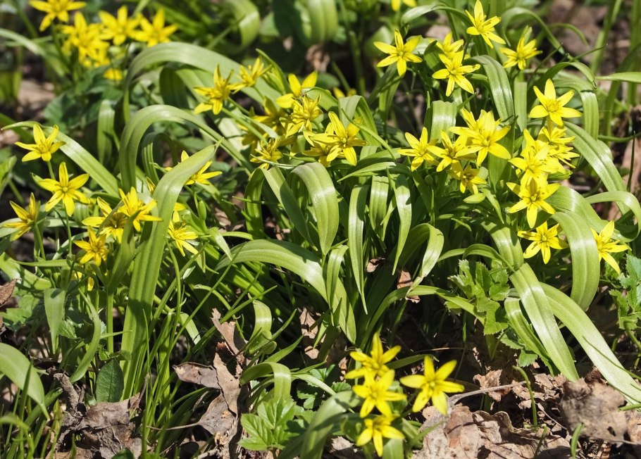 Первоцвет гусиный лук