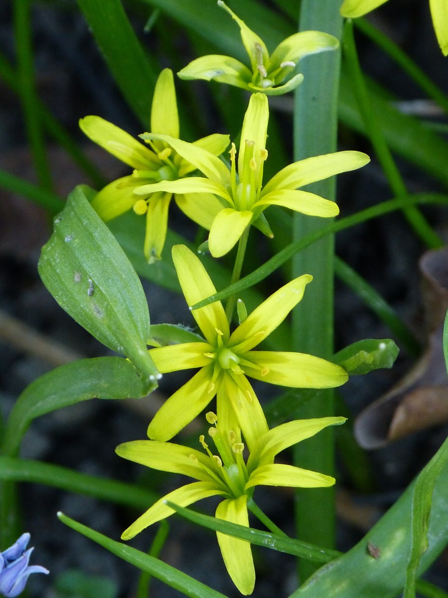 Гусинолук гиенский