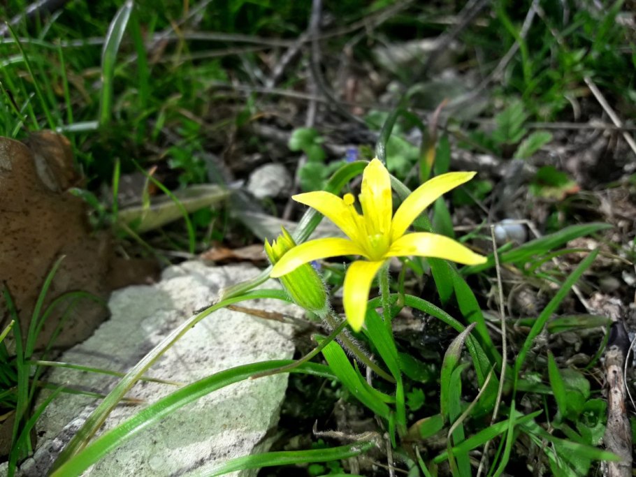 Гусинолук малоцветковый