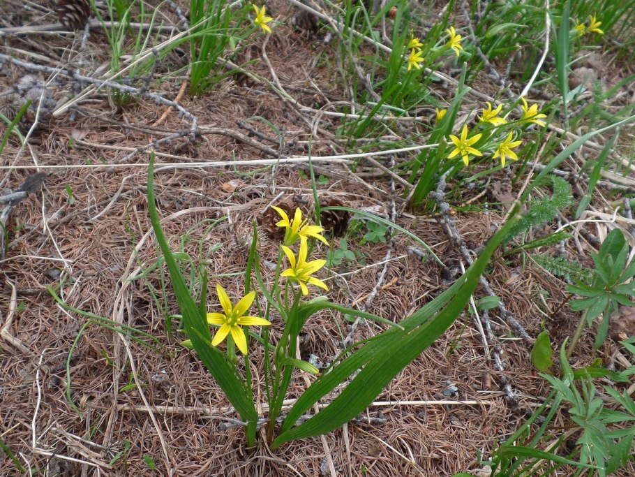 Луговой (Gagea pratensis);